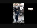 中国の動物園の熊が「偽物？」と話題に