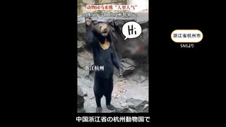 中国の動物園の熊が「偽物？」と話題に