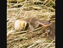 首が□あくびと寝相が可愛い雛鳥【カルガモ親子】