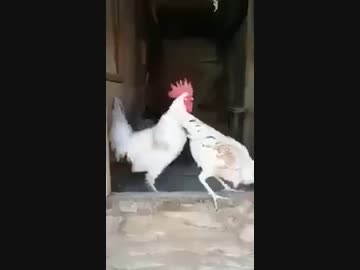 ホモと見るエンジンがかからない鶏