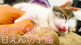 甘ったれ三毛子猫、おてて繋いで珍妙寝落ち