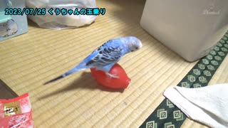 セキセイインコの空(くう) いたずらと玉乗り 20230725