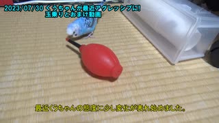 セキセイインコの空(くう) 最近アグレッシブに！玉乗りとおまけ動画 20230730