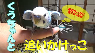 セキセイインコの空(くう) アグレッシブなくうちゃんと追いかけっこ 20230803