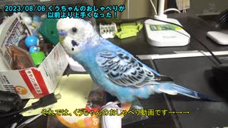 セキセイインコの空(くう) おしゃべりが以前より上手くなった！ 20230806,0809