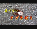 昆虫シリーズ　飛べない　アブラゼミ