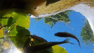 池の餌やり・水底から