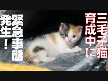 三毛子猫育成中、緊急事態が発生する