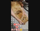 魔王！？vs シノさん□