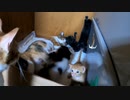 ついに赤ちゃん子猫が壁を乗り越えてきた！【生後24日目の始まり】