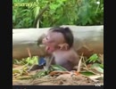 【子猿・ペット】大地と樹木の間で蠢く生命