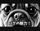 パグの魅力！
