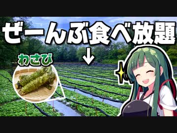 ここにあるワサビ全部自生してるってマジ？じゃあ・・・