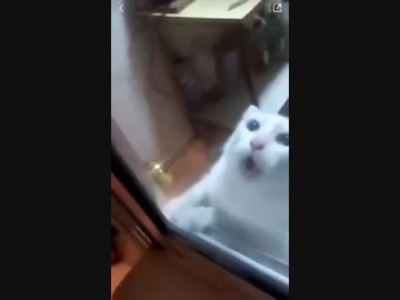 ホモと見るネズミに怯えて助けを懇願する猫