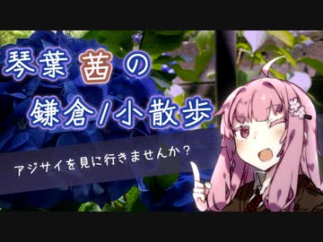 北鎌倉までアジサイを見に行きませんか？【琴葉茜の鎌倉/小散歩】