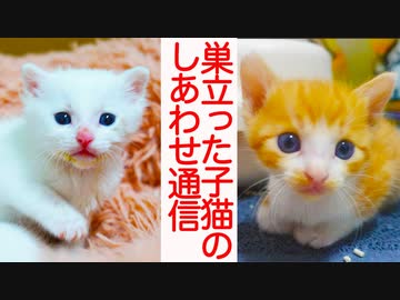 名物子猫兄妹、里親様の元で幸せに成長する