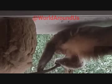 ホモと見る蜂駆除をしてくれるサルゥ！