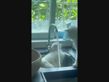 ホモと見る急に蛇口から水が出て飛び上がる猫