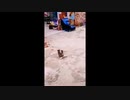 ネズミｖｓネコその９