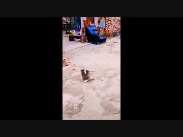 ネズミｖｓネコその９
