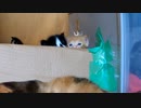 ダンボールの壁から部屋を頻繁に覗き込む子猫たち