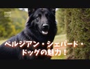 ベルジアン・シェパード・ドッグの魅力！