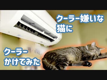 暑いのでクーラー入れてみた。クーラー嫌いな猫の反応は？