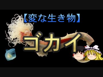 【変な生き物】ゴカイ