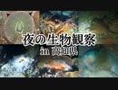 高知県の夜の海で生物観察〜ナイトダイビング〜