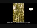 中国でバッタが大量に出現