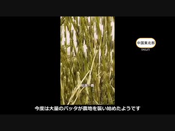 中国でバッタが大量に出現