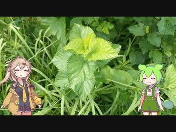 その辺の木の葉でお茶を作るずんだもん