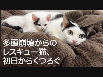 多頭崩壊からの預かり猫たち、初日からくつろぐ