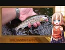 番外　OИEのテキトー外遊び「初夏の渓流　ベイトフィネス」