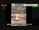 洪水より恐ろしい家畜の腐乱死体　被災地で伝染病が蔓延の危機　当局は汚物の不法投棄で対応