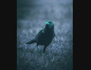 peakedyellow - 鳥になる