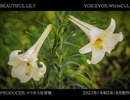 【百合嫉妬ジェラート投稿祭】BEAUTIFUL LILY【VOICEVOX:WhiteCUL】