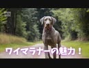 ワイマラナーの魅力！