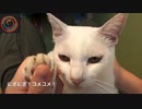 手を握ってくれる猫