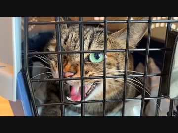 ばかまじめ次男坊猫、腹部に異常が見つかる