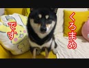 なんか黒くて小さいやつ、くろまめ。