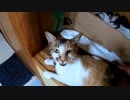 ついに子猫が完璧な猫キックを覚えた！