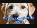 ワイアー・フォックス・テリアとは？