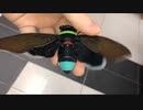 ホモと見るおもちゃみたいなセミ