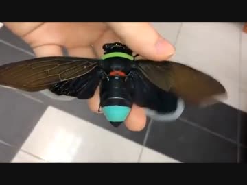 ホモと見るおもちゃみたいなセミ