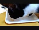 第81位：ちゅーるを喜んで食べる猫ちゃん