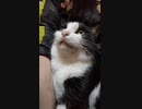 第79位：抱っこされる白黒猫ピク