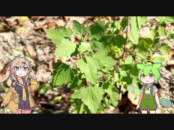 謎の白い粉付きの草を食べるずんだもん