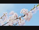 Sakura Bright Flow／shimtone