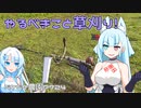 2023年8月17日　農作業日誌P724　大雨のあとの畑で草刈りぐらいしかやることがない・・・